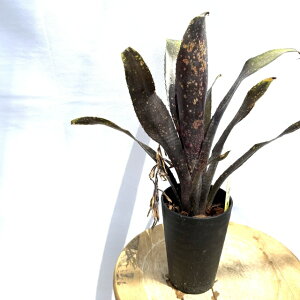 (i) rxMA 'OIuCt' (No.62620) (ϗtA  Ǌ| CeA ~j ^ ^ ݂艺  ^NuA Billbergia ring of life)