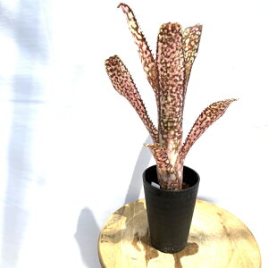 (i) rxMA s (No.62622) (ϗtA  Ǌ| CeA ~j ^ ^ ݂艺  ^NuA Billbergia hybrid zH)