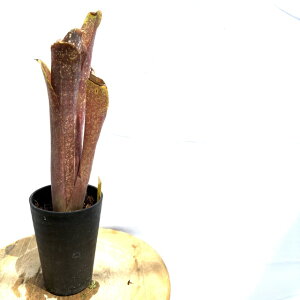 (i) rxMA 'R[sNsjA' (No.62623) (ϗtA  Ǌ| CeA ~j ^ ^ ݂艺  ^NuA Billbergia 'Kolan Pink Piranha')