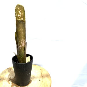 (i) rxMA h~SX}[eBX hybrid (No.62624) (ϗtA  Ǌ| CeA ~j ^ ^ ݂艺  ^NuA Billbergia domingos martins)