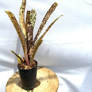 (i) rxMA 'R[eB[X' (No.62362) (ϗtA  Ǌ| CeA ~j ^ ^ ݂艺  ^NuA Billbergia Kolan Teeth)