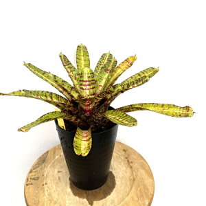 (i) lIQA 'Axh' (No.62625) (ϗtA  Ǌ| CeA ~j ^ ^ ݂艺  ^NuA Neoregelia unraveled)