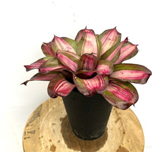 (i) lIQA 'VX^[Wlbg' (No.62626) (ϗtA  Ǌ| CeA ~j ^ ^ ݂艺  ^NuA Neoregelia sister janet)