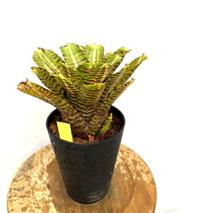 (i) lIQA 'fAX' (No.62627) (ϗtA  Ǌ| CeA ~j ^ ^ ݂艺  ^NuA Neoregelia delirious)