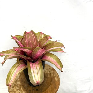 (i) lIQA 't[AEg' (No.62633) (ϗtA  Ǌ| CeA ~j ^ ^ ݂艺  ^NuA Neoregelia flame out)
