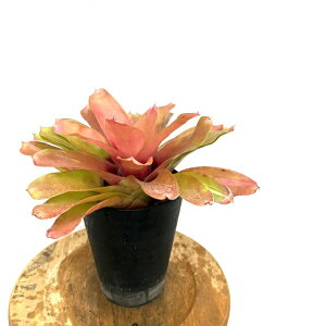 (i) lIQA 'tbV[' (No.62635) (ϗtA  Ǌ| CeA ~j ^ ^ ݂艺  ^NuA Neoregelia Flasher)