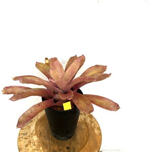 (i) lIQA 'Of' (No.62637) (ϗtA  Ǌ| CeA ~j ^ ^ ݂艺  ^NuA Neoregelia grande)