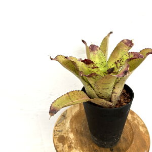(i) lIQA (C{[rbNXpC × ^CK[V[N) (No.62639) (ϗtA  Ǌ| CeA ~j ^ ^ ݂艺  ^NuA Neoregelia rainbow big spine ti