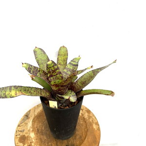 (i) lIQA fubNIp[f (No.62640) (ϗtA  Ǌ| CeA ~j ^ ^ ݂艺  ^NuA Neoregelia black opal)