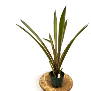 (i) jfE vZ XgCvX (No.62203) (ϗtA  Ǌ| CeA ~j ^ ^ ݂艺  ^NuA Nidularium procerum cv. Stripes)