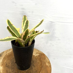 (i) lIQA f[b|' (No.62645) (ϗtA  Ǌ| CeA ~j ^ ^ ݂艺  ^NuA Neoregelia zeppo)