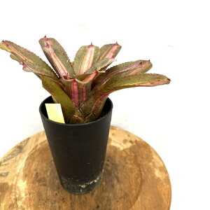 (i) lIQA f[tH[' (No.62646) (ϗtA  Ǌ| CeA ~j ^ ^ ݂艺  ^NuA Neoregelia UFO)