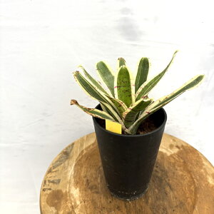 (i) lIQA fMY' (No.62647) (ϗtA  Ǌ| CeA ~j ^ ^ ݂艺  ^NuA Neoregelia Gizmo)