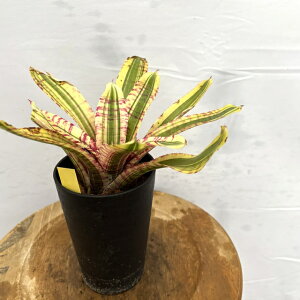 (i) lIQA 'n|' (No.62649) (ϗtA  Ǌ| CeA ~j ^ ^ ݂艺  ^NuA Neoregelia harpo albo)