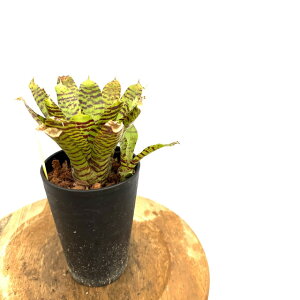 (i) lIQA 'our[' (No.62650) (ϗtA  Ǌ| CeA ~j ^ ^ ݂艺  ^NuA Neoregelia bumblebee)