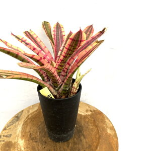 (i) lIQA 'bhu' (No.62651) (ϗtA  Ǌ| CeA ~j ^ ^ ݂艺  ^NuA Neoregelia red bull)