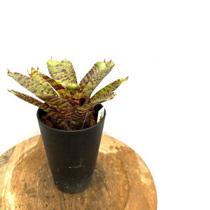 (i) lIQA '^CK[' nCubh ~j (No.62653) (ϗtA  Ǌ| CeA ~j ^ ^ ݂艺  ^NuA Neoregelia tiger hybrid mini)
