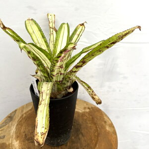 (i) GNA I[fBAi 'o[XGTC' (No.62459) (ϗtA  Ǌ| CeA ~j ^ ^ ݂艺  ^NuA Aechmea orlandiana 'Reverse Ensign')