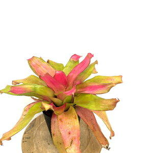 (i) lIQA 'O[Abv' (No.62657) (ϗtA  Ǌ| CeA ~j ^ ^ ݂艺  ^NuA Neoregelia Green apple)
