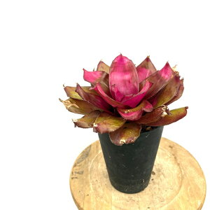 (i) lIQA s (No.62658) (ϗtA  Ǌ| CeA ~j ^ ^ ݂艺  ^NuA Neoregelia sp. hybrid?)