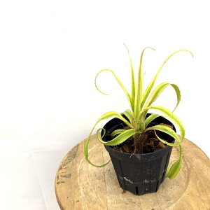 (i) lIQA yf  (No.62659) (ϗtA  Ǌ| CeA ~j ^ ^ ݂艺  ^NuA Neoregelia pendula variegated)