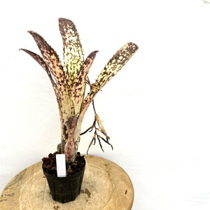 (i) rxMA '~bhiCg T' (No.62263) (ϗtA  Ǌ| CeA ~j ^ ^ ݂艺  ^NuA Billbergia 'Midnight Sun')