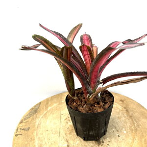 (i) lIQA 'X^[uXg' (No.62252) (ϗtA  Ǌ| CeA ~j ^ ݂艺  ^NuA Neoregelia 'Star Blast')