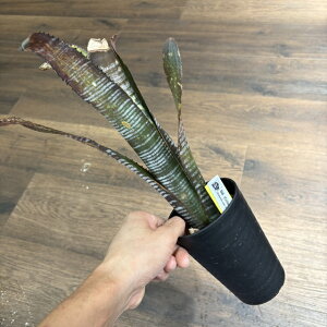 (���i) �r���x���M�A (�J���[�Y × �h�~���S�X�}�[�e�B���X) (No.62663) (�ϗt�A�� ������� �Ǌ|�� �C���e���A �~�j ���^ ��^ �݂艺�� ���� �^���N�u�������A Billbergia vittata colores x domingos martins)