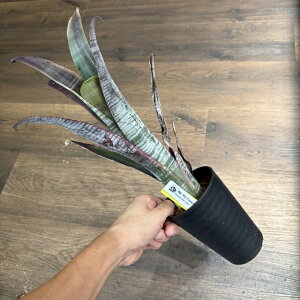 (���i) �r���x���M�A �r�b�^�[�^ '�����t �O���n�� �t�����`' (No.62206) (�ϗt�A�� ������� �Ǌ|�� �C���e���A �~�j ���^ ��^ �݂艺�� ���� �^���N�u�������A Billbergia vittata 'Ralph Graham French')