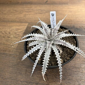 (i) fBbLA 'NX^{[C' (No.62664) (ϗtA  Ǌ| CeA ~j ^ ݂艺  uA Dyckia Crystal Boy)