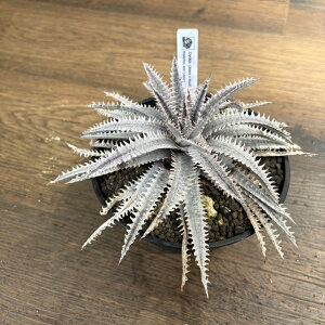 (i) fBbLA (Jaws × 4th of July Series xx 1-3) (No.62665) (ϗtA  Ǌ| CeA ~j ^ ݂艺  uA Dyckia z hybrid)