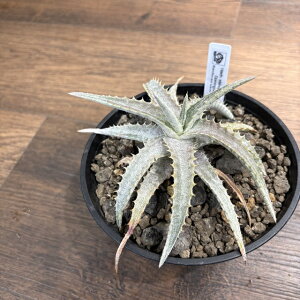 (i) wN`A Xemy^ domingoilla Mex. (No.62479) (ϗtA  Ǌ| CeA ~j ^ ݂艺  uA wNeBA Hechtia stenopetala)