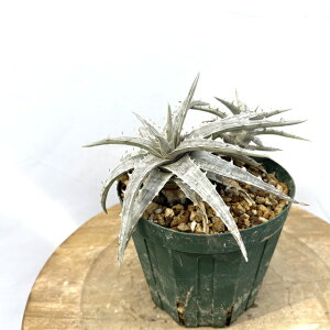 (i) fBbLA (}ZhC × SGM[) (No.62667) (ϗtA  Ǌ| CeA ~j ^ ݂艺  uA Dyckia macedoi x goehringii)
