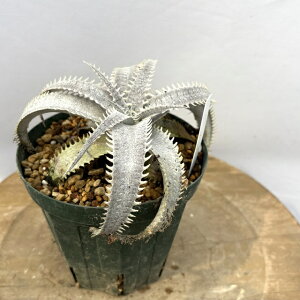 (i) fBbLA }jG|XgC c (No.62313) (ϗtA  Ǌ| CeA ~j ^ ݂艺  uA Dyckia marnier-lapostollei seedling)