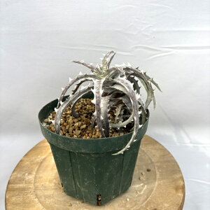 (i) fBbLA SGM[ gst[ N[  F2 (No.62472) (ϗtA  Ǌ| CeA ~j ^ ݂艺  uA Dyckia goehringii Tropiflora clone seedling F2)