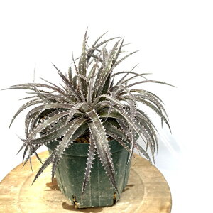 (i) fBbLA PXEBbN c (No.62121) (ϗtA  Ǌ| CeA ~j ^ ݂艺  uA Dyckia keswick seedling)