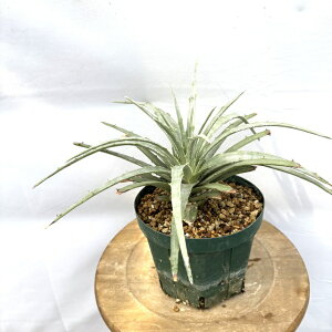 (i) wN`A shtB (No.61511) (ϗtA  Ǌ| CeA ~j ^ ݂艺  uA wNeBA Hechtia lepidophylla)