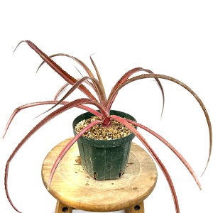 (i) I\tBc rMmT (No.62463) (ϗtA  Ǌ| CeA ~j ^ ^ ݂艺  uA Orthophytum rubiginosum)