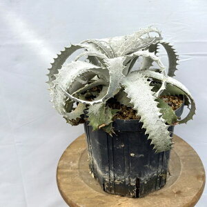 (i) wN`A i[^ c (No.62101) (ϗtA  Ǌ| CeA ~j ^ ݂艺  uA wNeBA Hechtia lanata seedling)