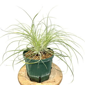 (i) v ~rX (No.61934) (ϗtA  Ǌ| CeA ~j ^ ^ ݂艺  Puya mirabilis)