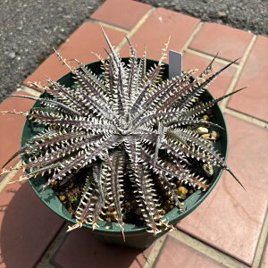 (i) fBbLA (big brother × fosteriana) (No.62470) (ϗtA  Ǌ| CeA ~j ^ ݂艺  uA Dyckia z hybrid)