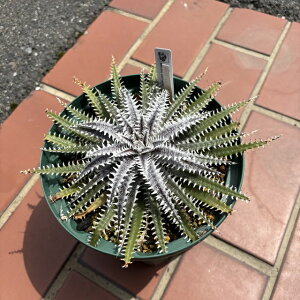 (i) fBbLA (4th of July Series xx 1-3 × Jaws) (No.62326) (ϗtA  Ǌ| CeA ~j ^ ݂艺  uA Dyckia z hybrid)