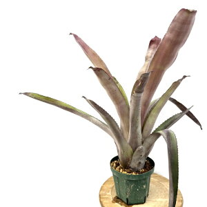 (i) GNA tH[fB '}o' (No.62178) (ϗtA  Ǌ| CeA ^ ݂艺  ^NuA Aechmea mulfordii 'Malva')