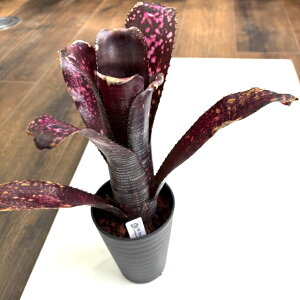 (i) rxMA 'Ir' (No.62405) (ϗtA  Ǌ| CeA ~j ^ ^ ݂艺  ^NuA Billbergia Obi-wan)