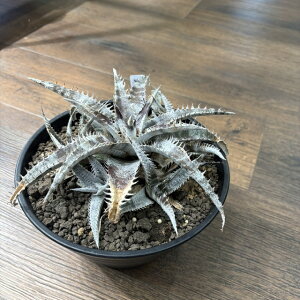 (i) fBbLA }jG|XgC GXexV[ WBC2006 Bill Baker (No.62547) (ϗtA  Ǌ| CeA ~j ^ ݂艺  uA Dyckia marnier-lapostollei var. estevesii)