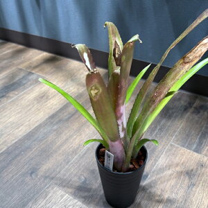 (i) rxMA 'gJE' (No.62542) (ϗtA  Ǌ| CeA ~j ^ ^ ݂艺  ^NuA Billbergia 'Little Cow')