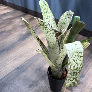 (i) rxMA 'R[Xsbg' (No.62543) (ϗtA  Ǌ| CeA ~j ^ ^ ݂艺  ^NuA Billbergia 'Kolan Spirit')