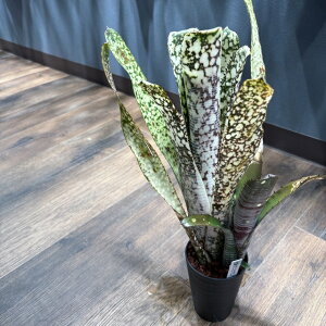 (i) rxMA 'JTCg' (No.62410) (ϗtA  Ǌ| CeA ~j ^ ^ ݂艺  ^NuA Billbergia 'Calsite')