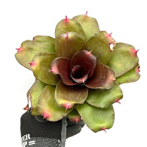(i) lIQA 'X[[h' (No.62484) (ϗtA  Ǌ| CeA ~j ^ ݂艺  ^NuA Neoregelia small world)