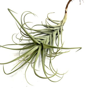 (i) `WA z (hDeB × CLVICfX) (No.21522) (GA[vc eBWA ϗtA  Ǌ| CeA ~j ^ ^ ݂艺  hybrid duratii × ixioides)